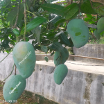 Mangga