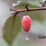 Zaitun