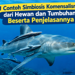 Contoh Simbiosis Komensalisme
