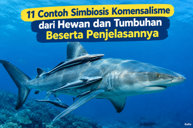 Contoh Simbiosis Komensalisme