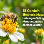 Contoh Simbiosis Mutualisme