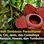 Contoh Simbiosis Parasitisme